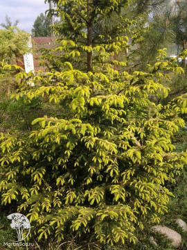 Фото Ель обыкновенная Конка