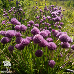 Шнитт-лук Эректа