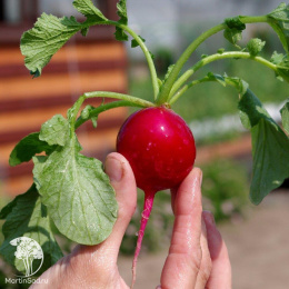 Редис Дуся  F1