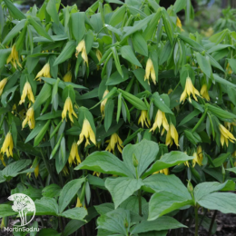  Увулярия крупноцветковая