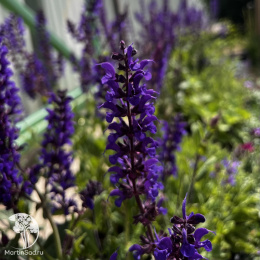 Шалфей дубравный Виола Клозе