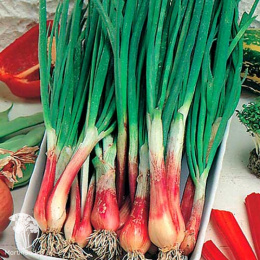 Лук батун Русское застолье +шнитт Эльви  автор. серия Дуэт 