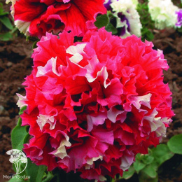 Петуния махровая Пируэтт ред (Люкс)