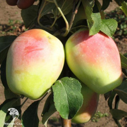 Яблоня Кандиль Орловский