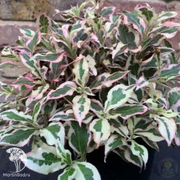 Вейгела цветущая Санни Фэнтази