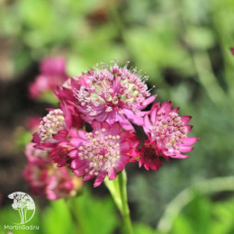 Астранция крупная Примадонна