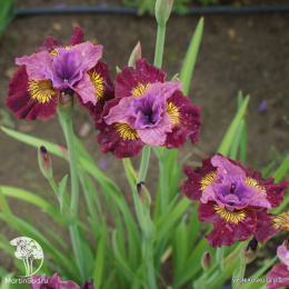 Ирис Мисс Эпл