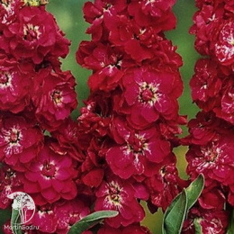 Левкой высокорослый Чудо рубиновый