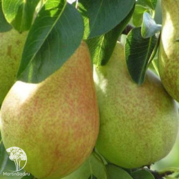 Груша Аллегро