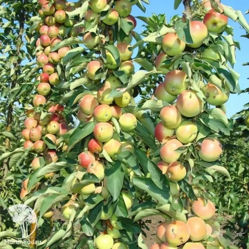 Фото Яблоня колонновидная Памяти Блынского