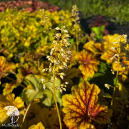 Сверхвыгодный микс! Гейхера Дельта Даун + Гейхера Черри Кола + Гейхера Ред Лайтинг