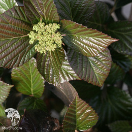 Калина Шини Дэнсер