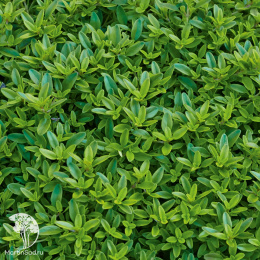 Тимьян лимоннопахнущий