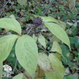 Элеутерококк колючий Эскулап