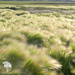 Ковыль Ангел Хайр (Энджел Хейр)