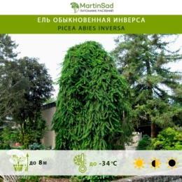 Ель обыкновенная Инверса