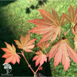 Клён Ширасавы Джохин