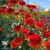 Echinacea purpurea Sweet Chili Эхинацея пурпурная Свит Чили фото 1 