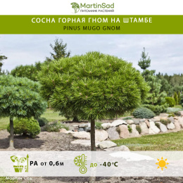 Сосна горная Гном на штамбе