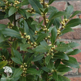 Лавр благородный