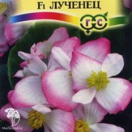 Бегония Лученец F1 вечноцв.