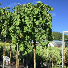 Лещина обыкновенная Пендула на штамбе