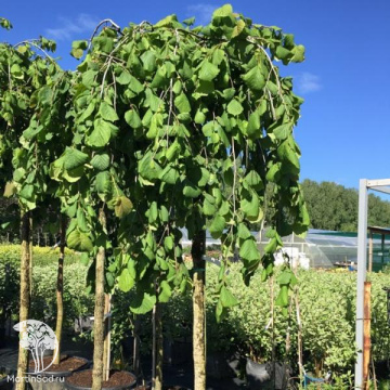 Фото Лещина обыкновенная Пендула на штамбе