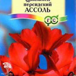 Цикламен Ассоль персидский
