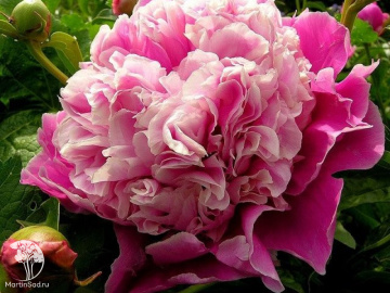 Фото Пион молочноцветковый Кора Стаббс