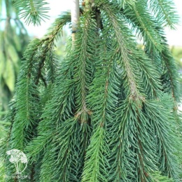 Ель обыкновенная Инверса на штамбе