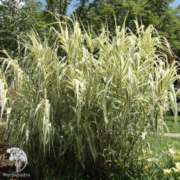 Арундо тростниковый пёстролистный