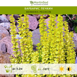 Барбарис Печкин