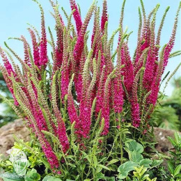 Вероника колосистая Ротфукс