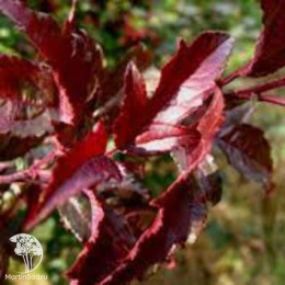 Яблоня декоративная Роял Рейндропс