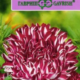 Астра Риббон красная, однолетняя (пионовидная) серия Эксклюзив