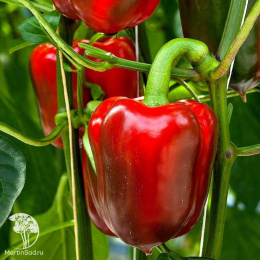 Перец сладкий Арчи F1 ( 2-ной пак.)