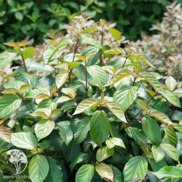 Калина Шини Дэнсер