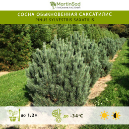 Сосна обыкновенная Саксатилис