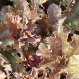 Гейхера Каппучино