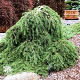 Ель обыкновенная Форманек на штамбе