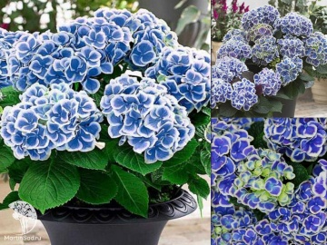 Фото Гортензия крупнолистная Тиволи Блю