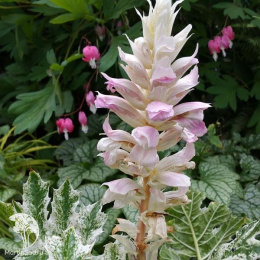 Акант моллис мягкий Уайтвотер