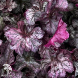 Гейхера Регина