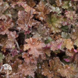 Гейхера Каппучино