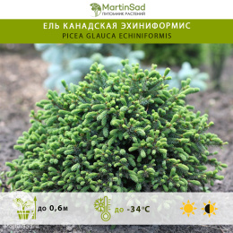 Ель канадская Эхиниформис