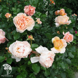 Роза флорибунда Зангерхаузер Юбиляумсрозе