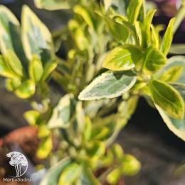 Бересклет японский Браво