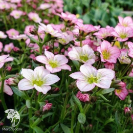 Камнеломка Алпина Эрли Меджик Салмон