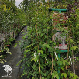 Берёза Сентинель Даргент