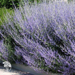 Перовския лебедолистная